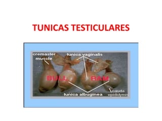 TUNICAS TESTICULARES
 