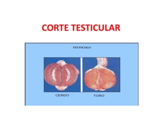 CORTE TESTICULAR
 