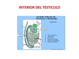 INTERIOR DEL TESTICULO
 