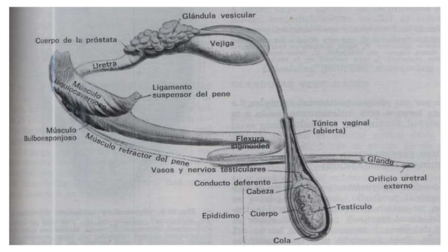 Anatomia Del Aparato Reproductor Masculino Porcino es.slideshare.net