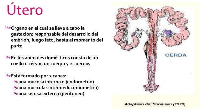 Sistema reproductor de macho y hembra porcinos