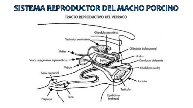 Resultado de imagen para SISTEMA REPRODUCTOR DE LOS CERDOS