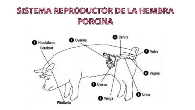 Anatomia Del Aparato Reproductor Masculino Porcino www.slideshare.net
