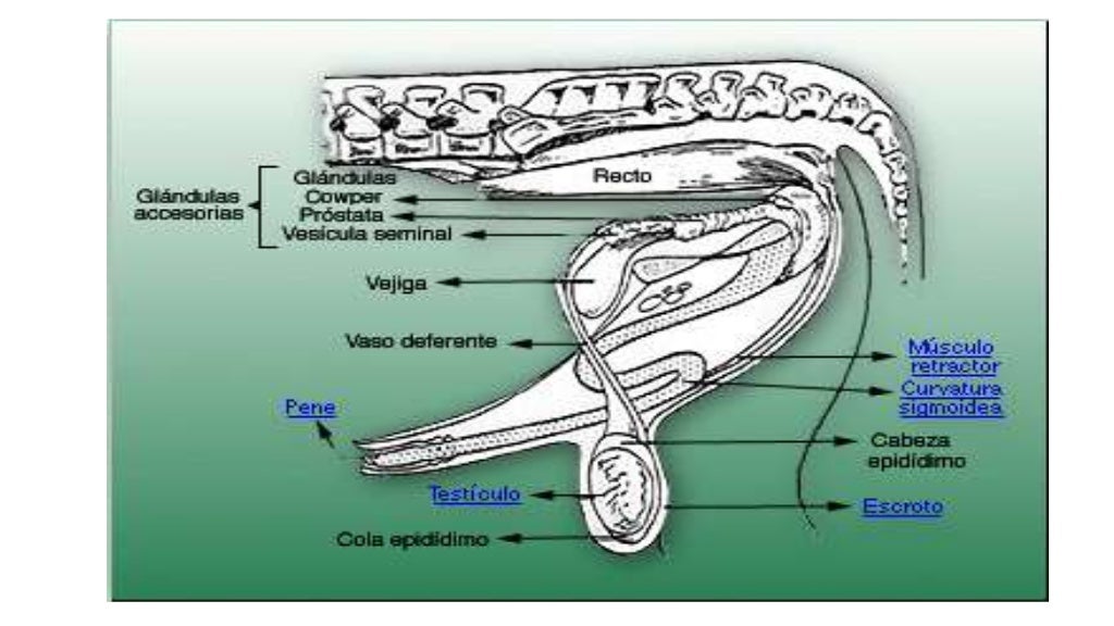 Anatomia Del Aparato Reproductor Masculino Porcino es.slideshare.net