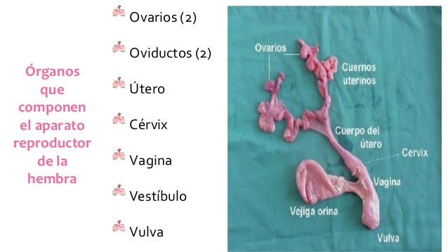 Sistema reproductor de macho y hembra porcinos