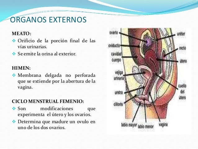 Sistema Reproductor Femenino
