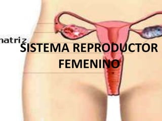 SISTEMA REPRODUCTOR
      FEMENINO
 