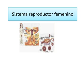Sistema reproductor femenino
 