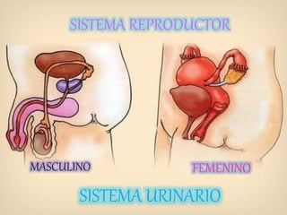 Sistema reproductor femenino y masculino
