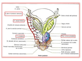 Sistema reproductor femenino y masculino