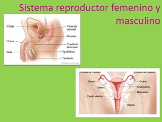 Sistema reproductor femenino y
masculino
 