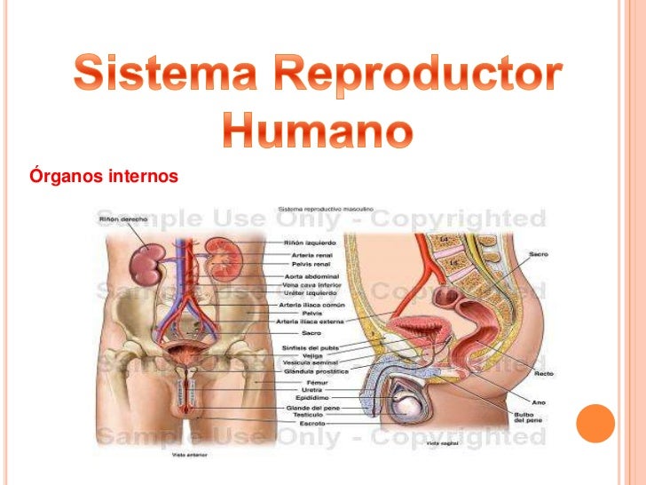 Sistema reproductor humano Sistema reproductor humano
