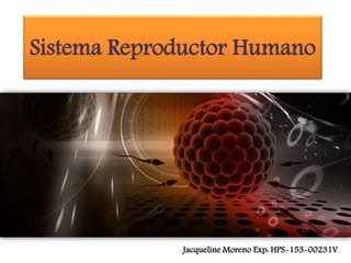 Sistema Reproductor Humano
Jacqueline Moreno Exp: HPS-153-00231V
 