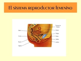 El sistema reproductor femenino
 