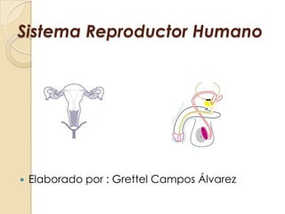 Sistema Reproductor Humano
 Elaborado por : Grettel Campos Álvarez
 