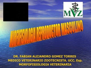 DR. FABIAN ALEJANDRO GOMEZ TORRES  MEDICO VETERINARIO ZOOTECNISTA. UCC. Esp. MORFOFISIOLOGIA VETERINARIA MORFOFISIOLOGIA REPRODUCTOR MASCULINO 