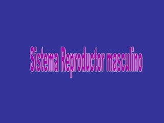 Sistema Reproductor masculino 