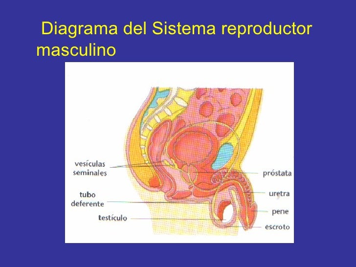 Sistema reproductor masculino