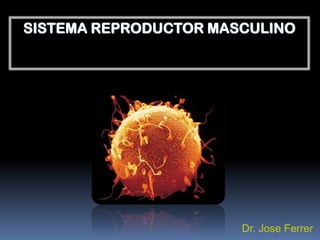 SISTEMA REPRODUCTOR MASCULINO




                       Dr. Jose Ferrer
 