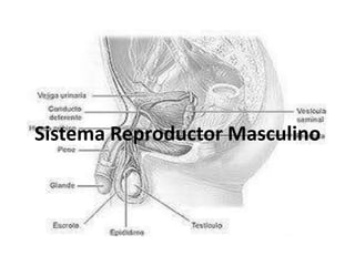 Sistema Reproductor Masculino
 