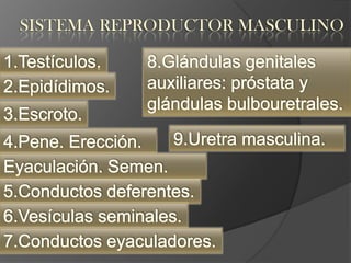 SISTEMA REPRODUCTOR MASCULINO
 