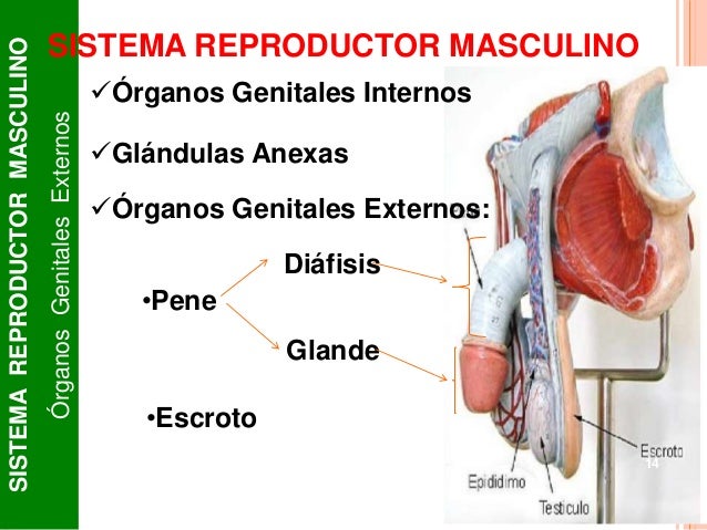 Sistema reproductor masculino