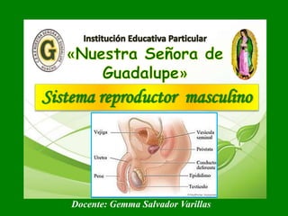 Sistema reproductor masculino
Docente: Gemma Salvador Varillas
 