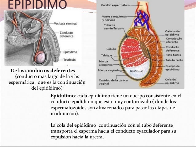 Sistema reproductor masculino