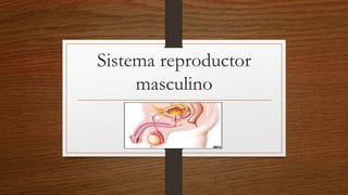 Sistema reproductor
masculino
 