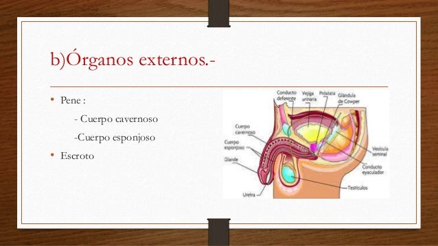 Sistema reproductor masculino