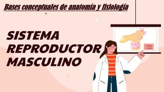 SISTEMA
REPRODUCTOR
MASCULINO
Bases conceptuales de anatomía y fisiología
 