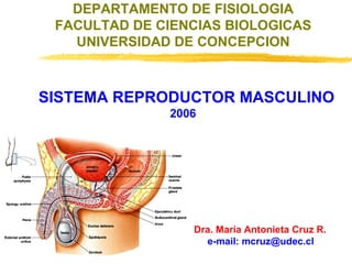 SISTEMA REPRODUCTOR MASCULINO 2006 DEPARTAMENTO DE FISIOLOGIA FACULTAD DE CIENCIAS BIOLOGICAS UNIVERSIDAD DE CONCEPCION Dra. María Antonieta Cruz R. e-mail: mcruz@udec.cl 