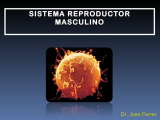 SISTEMA REPRODUCTOR MASCULINO Dr. Jose Ferrer 