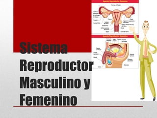 Sistema
Reproductor
Masculino y
Femenino
 