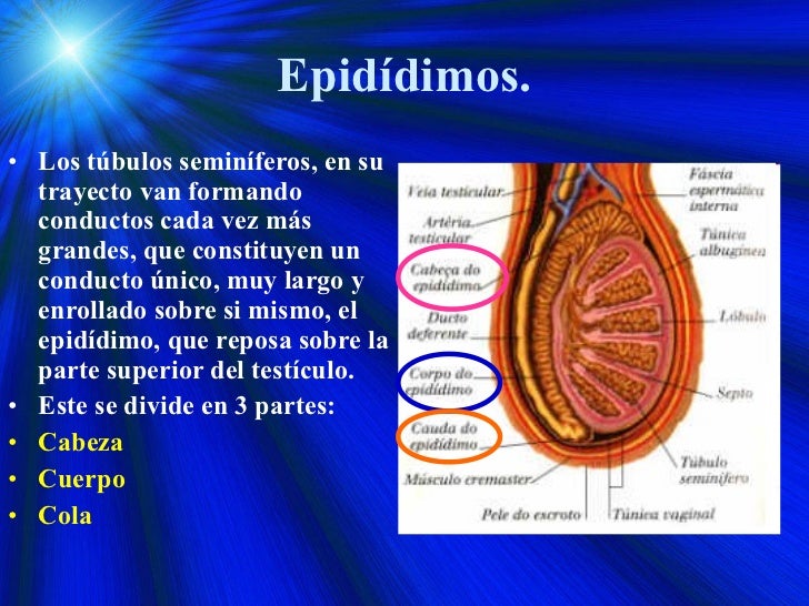 Sistema reproductor masculino y femenino 2009