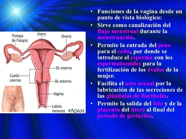 No ha querido de por un pequeño miembro