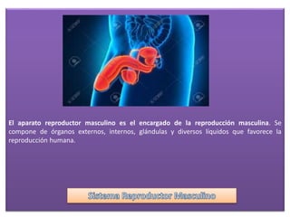 El aparato reproductor masculino es el encargado de la reproducción masculina. Se
compone de órganos externos, internos, glándulas y diversos líquidos que favorece la
reproducción humana.
 