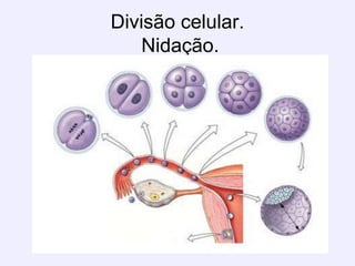 Divisão celular. Nidação. 