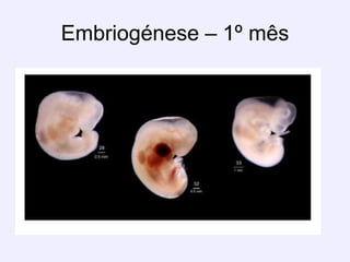 Embriogénese – 1º mês