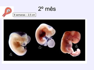 2º mês8 semanas – 2,5 cm