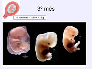 3º mês12 semanas – 7,5 cm / 18 g