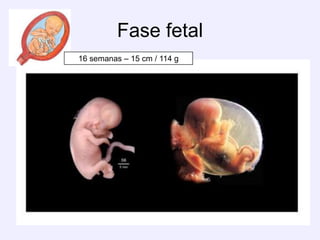 Fase fetal16 semanas – 15 cm / 114 g