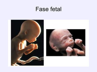 Fase fetal