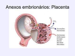Anexos embrionários: Placenta