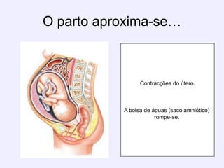 O parto aproxima-se…Contracções do útero.A bolsa de águas (saco amniótico) rompe-se. 