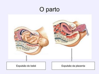 O partoExpulsão do bebéExpulsão da placenta