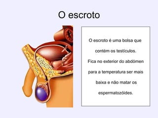 O escrotoO escroto é uma bolsa que contém os testículos. Fica no exterior do abdómen para a temperatura ser mais baixa e não matar os espermatozóides. 