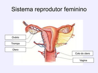 Sistema reprodutor femininoOvárioTrompaÚteroColo do úteroVagina