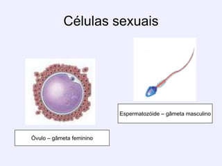 Células sexuaisEspermatozóide – gâmeta masculinoÓvulo – gâmeta feminino