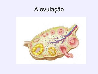 A ovulação